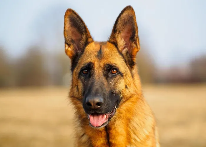 Cosy With Covered Porch
